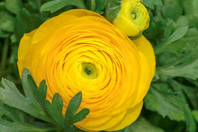 Renoncule des jardins 'Aviv' - jaune