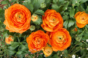 Renoncule des jardins 'Aviv' - orange