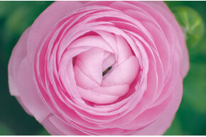 Renoncule des jardins 'Aviv' - rose