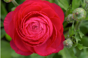 Renoncule des jardins 'Aviv' - rouge