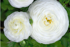 Renoncule des jardins 'Aviv' - blanc