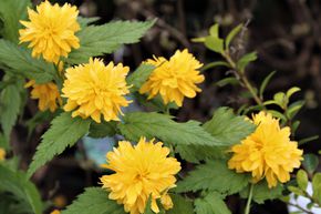 Cor�te du Japon 'Pleniflora'