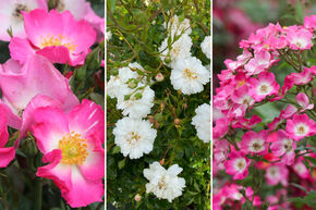 Massif de roses 'Bl�ten und Butten' (Fleurs et cynorhodons)