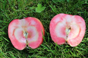 Pommier colonnaire 'Redini� Cuckoo'