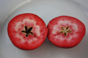 Redlove� Circe�