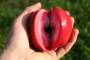 Redlove� Odysso�