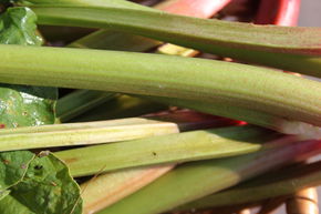 Rhubarbe Early Green
