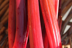 Rhubarbe rouge Framboisier
