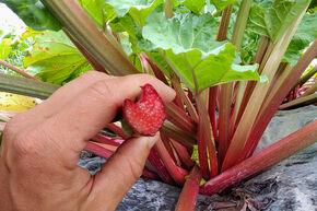 Rhubarbe Everbarber� 'Pinkbarber'�