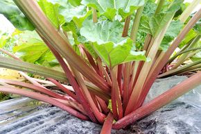 Rhubarbe Everbarber� 'Cropstar'�