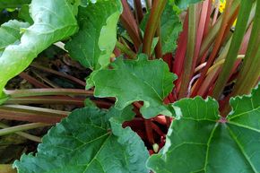 Rhubarbe Everbarber� 'Potstar'�