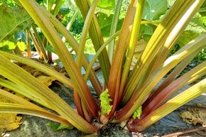 Rhubarbe Springbarber� 'Kickoff'�