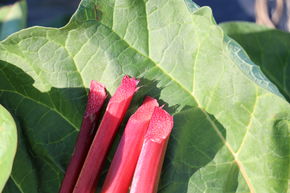 Rhubarbe � sirop Canada Red�