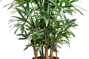 Rhapis excelsa (100-140)