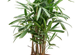 Rhapis excelsa (90-120)