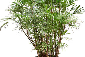 Rhapis humilis (100-130)