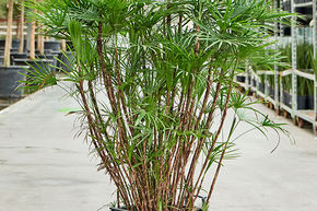 Rhapis humilis (150-180)