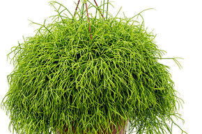 Rhipsalis