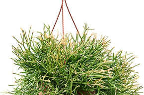 Rhipsalis