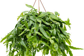 Rhipsalis