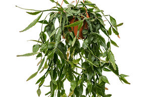Rhipsalis