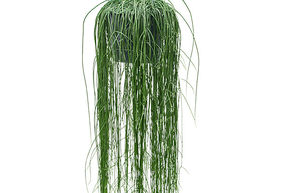 Rhipsalis