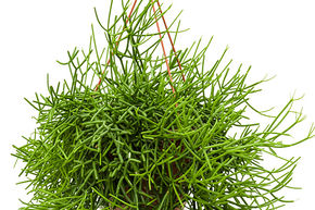 Rhipsalis