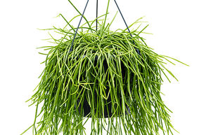 Rhipsalis