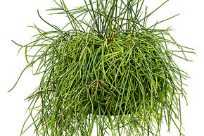 Rhipsalis
