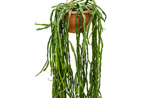 Rhipsalis