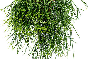 Rhipsalis