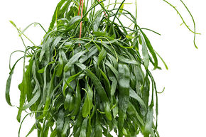 Rhipsalis