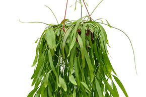 Rhipsalis 'Red Coral'