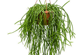 Rhipsalis trigona