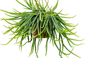 Rhipsalis