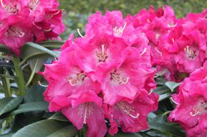 Rhododendron 'Berliner Liebe'