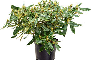 Rhododendron 'Euchantis'