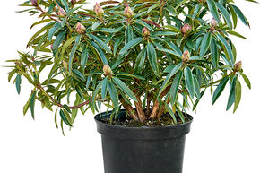 Rhododendron 'Graziella'