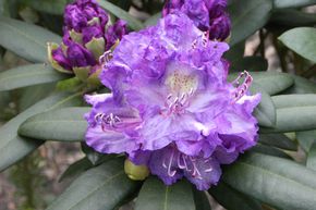 Rhododendron 'Alfred'