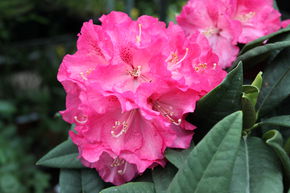 Rhododendron hybride 'Ariane' INKARHO
