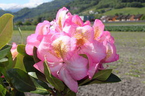 Rhododendron hybride hybride 'Arkadius�' INKARHO