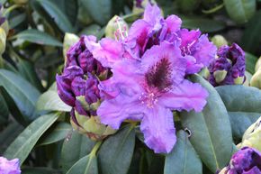 Rhododendron 'Azurro'