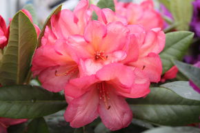 Rhododendron hybride 'Balalaika' INKARHO