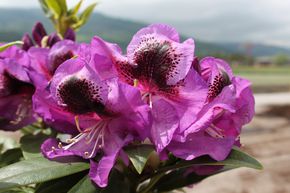 Rhododendron hybride 'Bariton' INKARHO