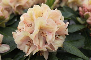 Rhododendron 'Belkanto�'