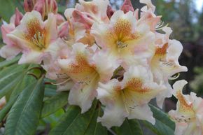 Rhododendron hybride 'Bernstein'