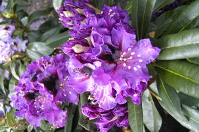 Rhododendron hybride 'Blaue Jungs'