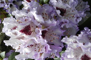 Rhododendron hybride 'Blue Peter'