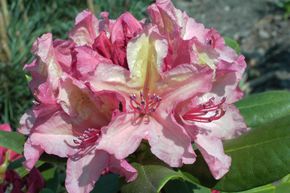 Rhododendron 'Brasilia'