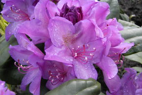 Rhododendron hybride 'Catawbiense Boursault'
